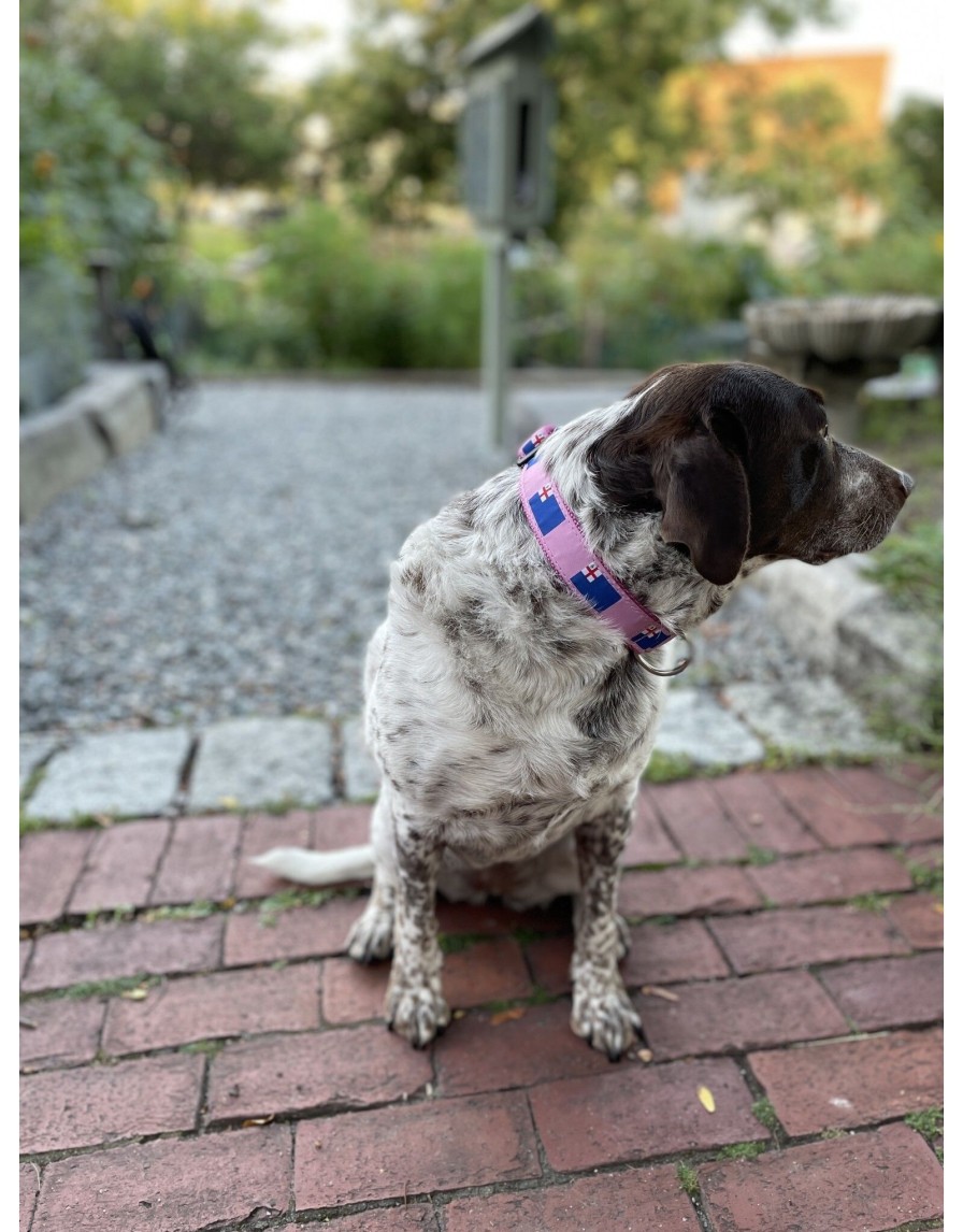 Lifestyle Place and Gather | Bunker Hill Flag Dog Collar In Pink