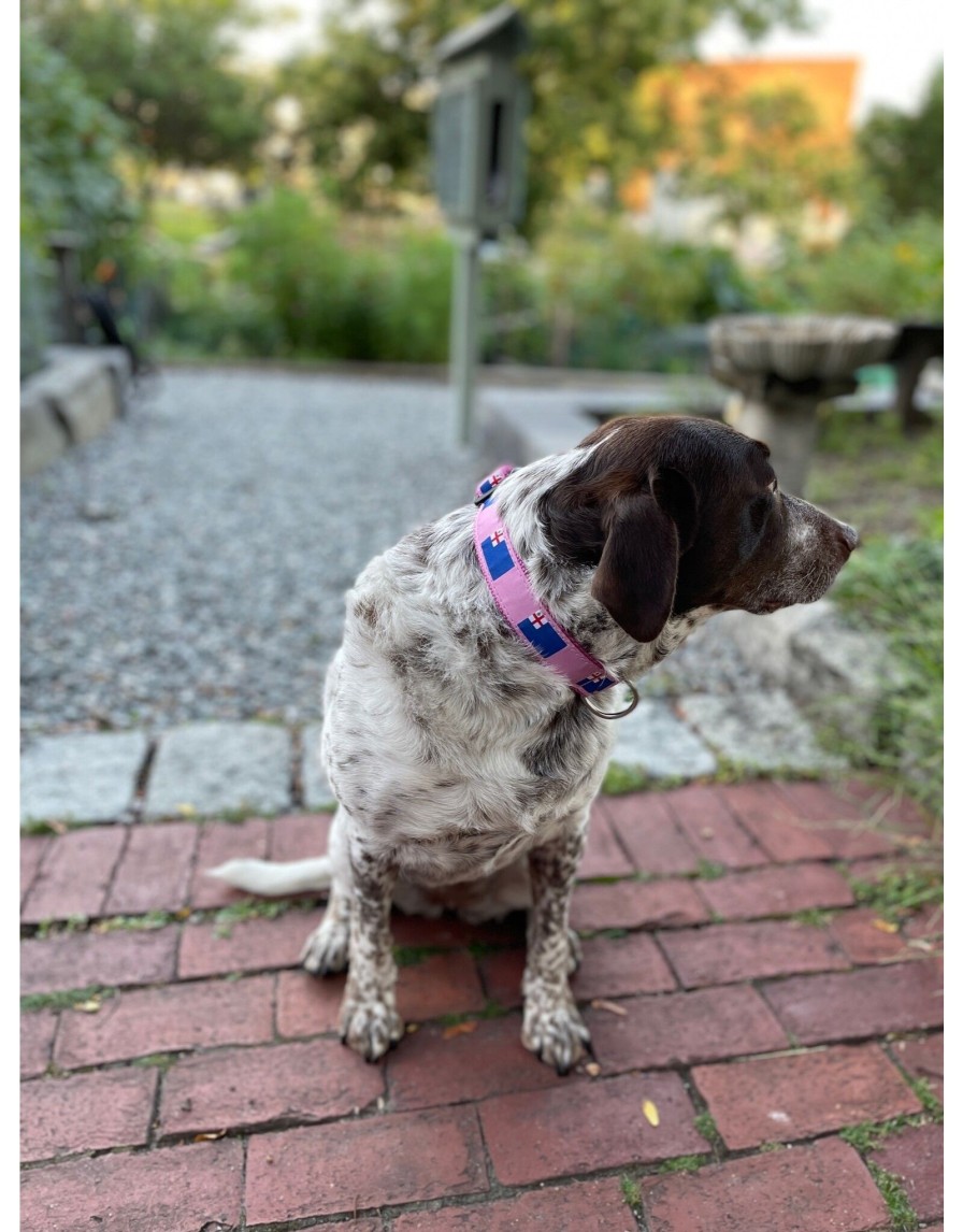 Lifestyle Place and Gather | Bunker Hill Flag Dog Collar In Blue